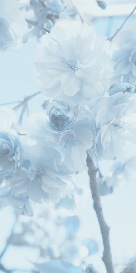 Light Blue Wallpaper, 3 Wallpaper, Pretty Wallpaper Ipad, Baby Blue Aesthetic, Light Blue Aesthetic, Iphone Wallpaper Kawaii, 4 Wallpaper, Color Vibe, Light Blue Flowers