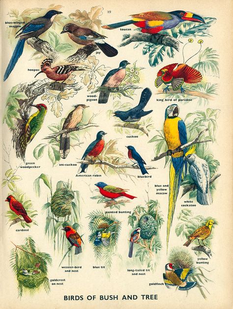 Encyclopedia Illustration, Flora And Fauna Drawing, Fauna Illustration, Birds Photography Nature, Bird Poster, Australian Birds, Art Deco Posters, Plant Drawing, Tree Illustration