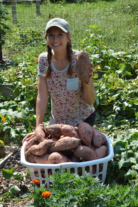 Sweet Potatoes Growing, Sweet Potato Gardening, Grow Sweet Potatoes Indoors, How To Grow Sweet Potatoes, Sweet Potato Tower, The Seasonal Homestead, Greenhouse Homestead, Sweet Potato Garden, Sweet Potato Growing