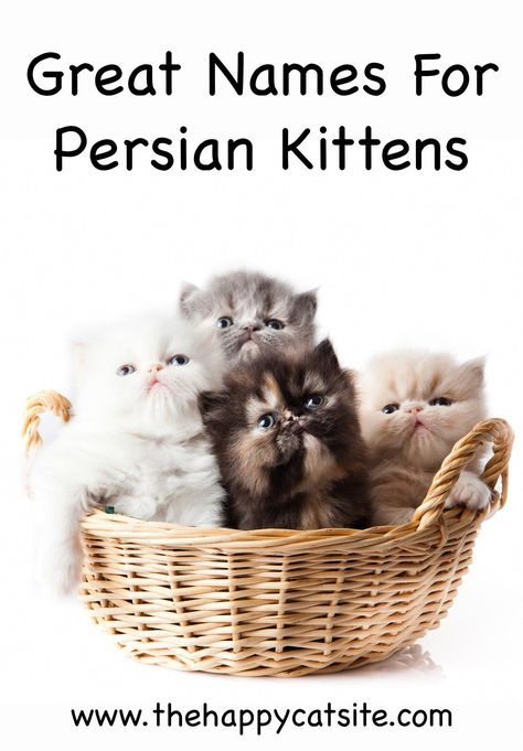 persian cat names - great names for your cat. #catsite #pet #pets #dog #cat #dogs #cats #petname #petnames #dogname #catname #namefordog #nameforcat #bestpetsname Persian Cat Names, Reference Expressions, Cats Reference, Sitting Photography, Cats Orange, Cat Persian, Cats Sitting, Cute Cat Names, Bed High