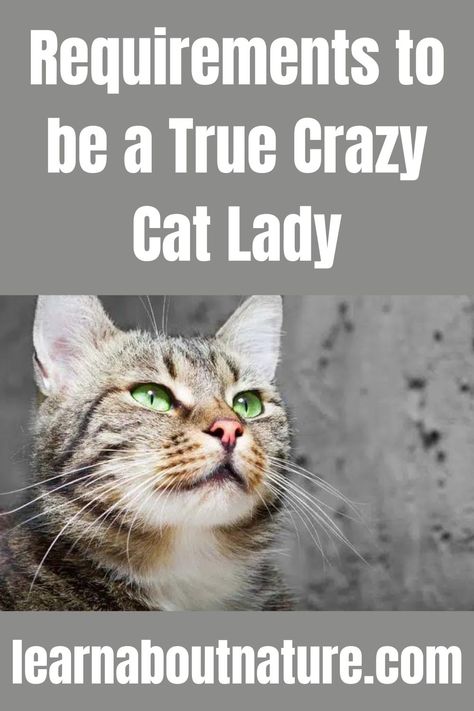 Requirements to be a True Crazy Cat Lady Cat Lady Aesthetic, Crazy Cat Lady Quotes, Crazy Cat Lady Humor, Cat Lady Pictures, Crazy Cat Lady Starter Kit, Cat Spirit Animal, Cat Lady Humor, Crazy Cat People, Cat Spirit