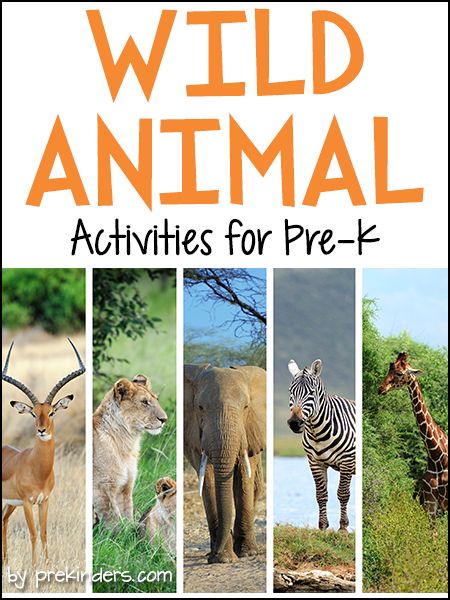 Pre-K & Preschool theme ideas for learning about African animals. Find more Wild Animal Activities for Pre-K on the category page. Books Check here for a complete list of Safari Animal Books! Elephant Conga Line {Large Motor} Children walk like an elephant on all four legs, trying to keep their balance while lifting a front leg and a back leg. We made a line of elephants and tried walking around the circle Savanna Animals Preschool, Wild Animal Preschool Theme, Safari Lesson Plans Preschool, Preschool Wild Animals Theme Activities, Safari Theme Activities, Wild Animal Activities, Preschool Theme Ideas, Ideas For Learning, Conga Line