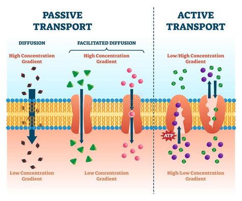 Active Transport Biology, Atp Biology, Cell Membrane Transport, Cell Biology Notes, Facilitated Diffusion, Active Transport, Passive Transport, Microbiology Study, Biochemistry Notes