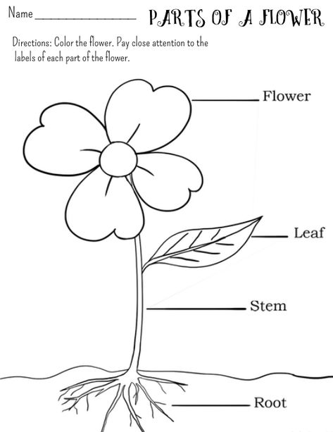 Parts of a Flower Worksheet Parts Of A Flower Worksheet, Flower Worksheet, Colours Name For Kids, Plants Worksheets, Presidential Portraits, Easy Flower Drawings, Flower Drawings, Free Puzzles, Parts Of A Flower