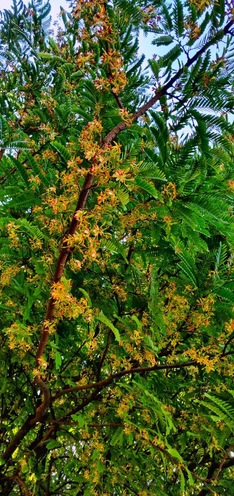 Blooming Flowers of the Tamarind Tree Tamarind Tree, Beautiful Nature Pictures, Blooming Flowers, Nature Pictures, Pretty Flowers, Beautiful Nature, Mural, Flowers, Quick Saves