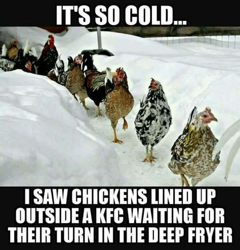 It's so cold, I saw chickens outside a KFC waiting for their turn in the deep fryer. Cold Humor, Doug Funnie, Outside Pictures, Winter Humor, Lol Pics, Deep Fryer, In The Deep, Funny Animal Memes, Baby Cold