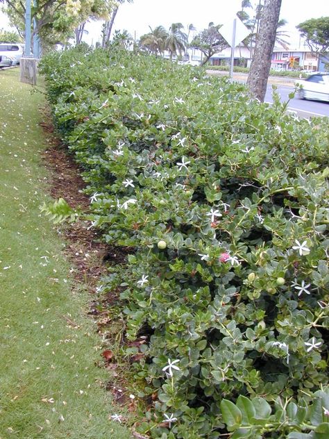 Carissa Macrocarpa, Natal Plum, Fatsia Japonica, Broadleaf Evergreen, African Plants, Agricultural Science, Foundation Planting, Container Design, Master Gardener