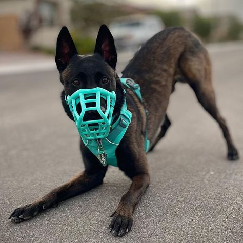 Dog Mouth Open, Holding A Grudge, Dog Mouth, Jeep Dogs, Dog Pants, Dutch Shepherd, Service Dogs Gear, Dog Behaviorist, Belgian Malinois Dog