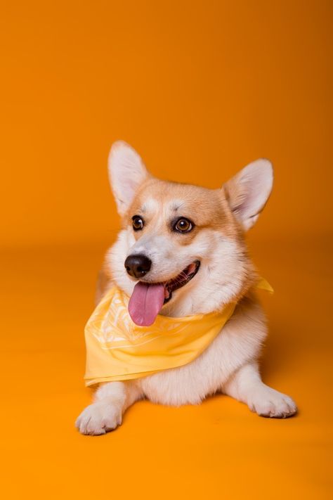 Funny Corgi Pictures, Fun Dog Photos, Yellow Bandana, Dog Nature, Orange Dog, Dog Portraits Art, Corgi Pictures, Dog Quotes Love, Pet Hotel