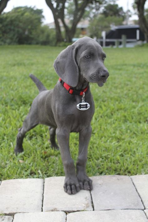 Blue Weimaraner, Organic Dog Food, Morning Stretch, Weimaraner Puppies, Grey Ghost, Weimaraner Dogs, Rhodesian Ridgeback, Cute Dogs And Puppies, Weimaraner