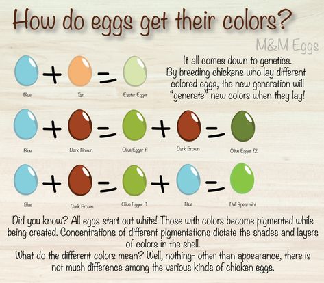 Starlight Green Egger Chicken, Chicken Eggs Colors Chart, Egg Color Chart, Chicken Genetics, Animal Genetics, Olive Eggers, Egg Chart, Chicken Breeds Chart, Chicken Breeds For Eggs