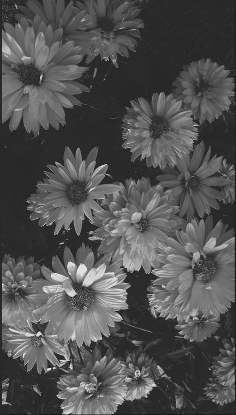 Ed Wallpaper, Grey And White Wallpaper, Black And White Wallpaper Iphone, Black And White Photo Wall, Black And White Picture Wall, Black And White Flowers, Picture Collage Wall, Dark Wallpaper Iphone, Black And White Wallpaper