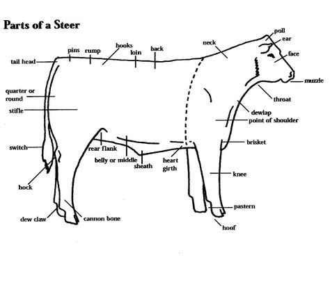 http://web.extension.illinois.edu/equiz/  More quiz bowl questions, and other info for Livestock Sweepstakes Cattle Judging, Cattle Showing, Animal Management, Livestock Judging, Ag Education, Show Steers, Show Cows, Raising Cattle, Beef Cow