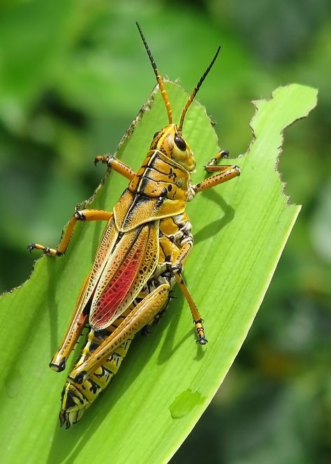 Eastern Lubber | Captiva Island, Florida the biggest hoppers… | Flickr Captiva Island Florida, Weird Insects, Creepy Animals, Stick Insect, Cool Insects, Insect Photography, Cool Bugs, Cute Reptiles, Captiva Island