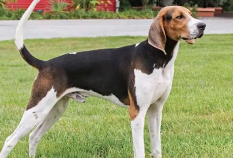 Treeing Walker Coonhounds - A Full Complete Guide Tree Walker Coonhound, Walker Hound, Coonhound Puppy, Coon Hunting, English Foxhound, Lure Coursing, Walker Coonhound, Treeing Walker Coonhound, Pet Room