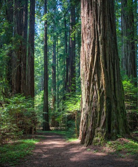 Climate change poses a new challenge to coast redwoods and giant sequoia – and we’re learning more about how these trees are responding. Sequoia Forest, Dawn Redwood, Coastal Fog, Coast Redwood, Giant Sequoia, Tree Structure, Forest Conservation, Sequoia Tree, The Redwoods