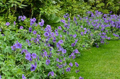 Geranium x Magnificum,Geranium Magnificum, Purple Cranesbill, Showy Cranesbill, Hardy Geranium, Blue Geranium, Purple Geranium Geranium Magnificum, Purple Ground Cover, Blue Geranium, Geranium Care, Geranium Sanguineum, Geranium Rozanne, Cranesbill Geranium, Hardy Geranium, Sun Perennials