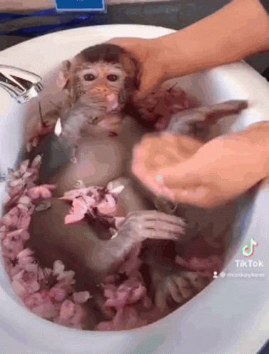 Monkey Monkeys GIF - Monkey Monkeys Monkey Bath - Discover & Share GIFs Monkey Bath, Monkey Gif, Hug Gif, Primates, Cute Gif, Monkeys, Animated Gif, Cool Gifs, Cute Animals