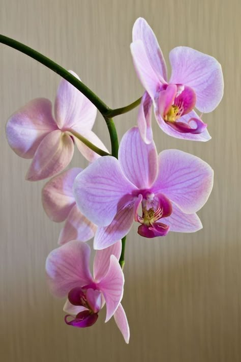 Kristina Webb, Orchids Painting, Orchid Photography, Flower Quilts, A Thing Of Beauty, Pola Sulam, Pink Orchids, Purple Orchids, Beautiful Orchids