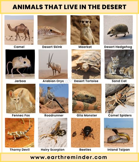 Animals That Live in The Desert Animals In Desert, Adaptation In Animals, Desert Animals And Plants, Beau Is Afraid, Desert Biome, How To Draw Animals, Desert Ecosystem, Desert Climate, Forest Ecosystem