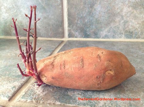 My sweet potato looks like this...  Now what??? Grow Potatoes In Container, Plant Experiments, Potato Plant, Sprouting Sweet Potatoes, Container Potatoes, Sweet Potato Plant, Growing Sweet Potatoes, Garden Growing, Growing Potatoes