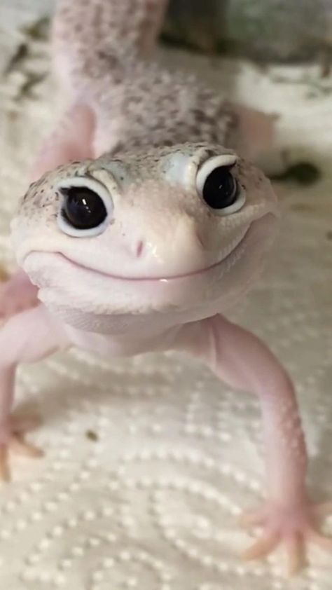 Leopard Gecko Diet, Fav Animal, Cute Gecko, Cute Lizard, Leopard Geckos, Cute Reptiles, Baby Animals Pictures, Animal Cute, Animals Cute