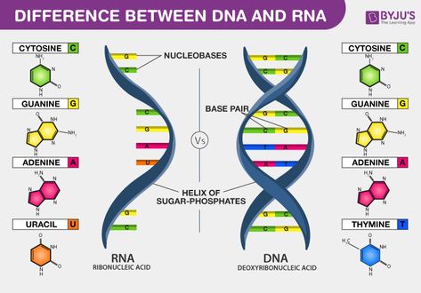 Difference Between DNA and RNA Dna Transcription, Dna Worksheet, Nitrogenous Base, Dna And Genes, Dna And Rna, Recombinant Dna, Nuclear Membrane, Mitochondrial Dna, Dna Molecule