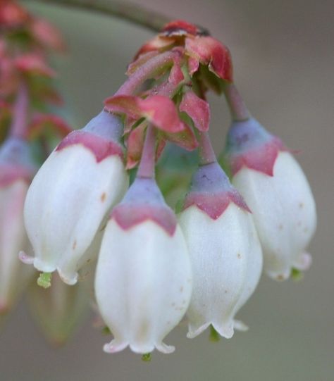 Blueberry Blueberry Flower, Meaning Of Flowers, Romantic Ideas, Making A Bouquet, Flower Alphabet, Flower Meanings, Wildflower Garden, Flower Essences, Language Of Flowers