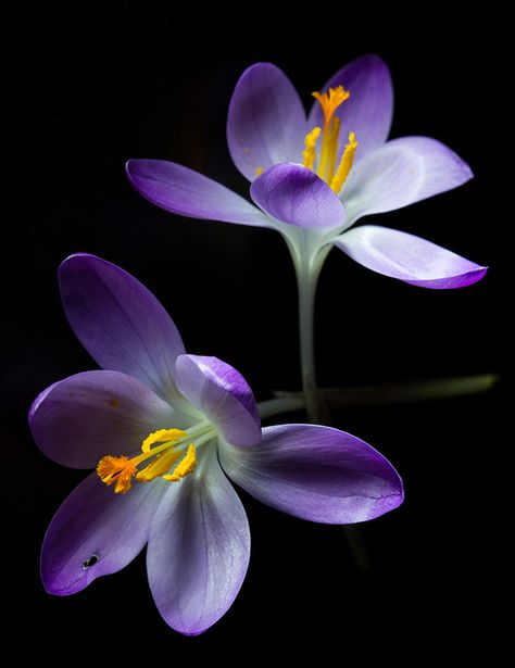 Crocus Aesthetic, Crocus Flower Aesthetic, Purple Flower Photography, Crocus Photography, Spring Crocus Flower, Purple Flower Pictures, Violet Photography, Purple Crocus Flower, Celebrate Each New Day