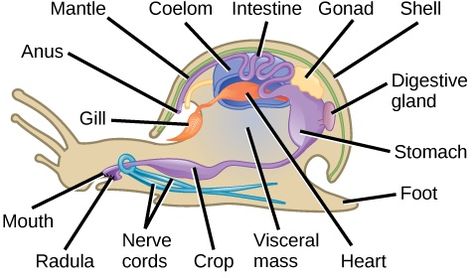 Diagram of phylum-mollusca Annelid, Vet Tech School, Health Application, Marine Science, Basic Anatomy And Physiology, Molluscs, Nasa Images, Biology Lessons, Animals Friendship