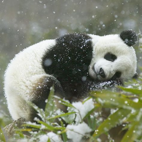 Panda In Snow, Sleeping Panda, Panda Decorations, Panda Images, Panda Face, Panda Party, Zoo Babies, Panda Love, Giant Panda