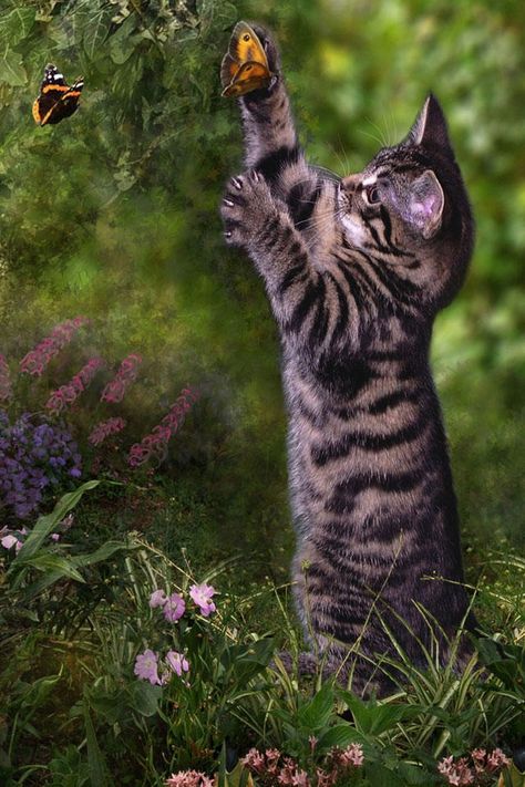 Curious Gray Tiger Kitten Playfully Chasing Butterflies. Cat Batting At Butterfly, Cat Playing With Butterfly, Cat Chasing Butterfly, Tiger Kitten, Chasing Butterflies, Cat Language, Beautiful Kittens, Jane Goodall, Cat Reference