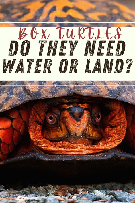 Do Box Turtles Live in Water or On Land? What do they actually need? Half Water Half Land Turtle Tank, Box Turtle Care, Box Turtle Food, Outdoor Turtle Habitat Red Ear Slider, Box Turtle Habitat, Land Turtle, Box Turtles, Turtle Terrarium, Land Turtles