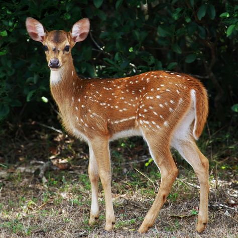 Fawn Reference Photo, Animal Drawing Reference Photo, Fawn Reference, Deer Side Profile, Deer Reference Photo, Deer Drawing Reference, Deer Side View, Deer Poses, Doe Photography