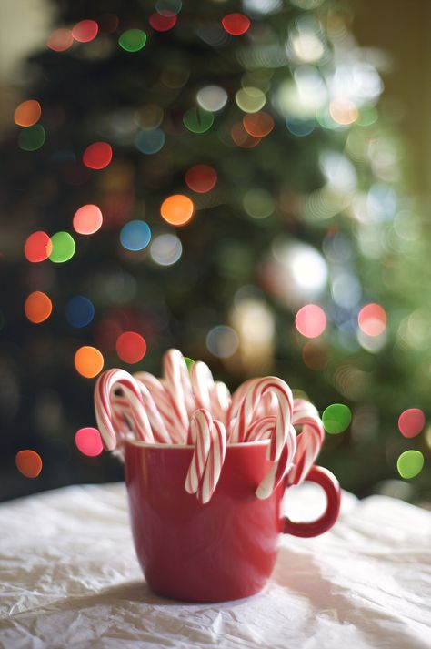 Candy Cane Dessert, Candy Cane Recipe, Hanging Wreath, Diy Crafts To Do, Christmas Candy Cane, Candy Canes, Christmas Joy, Free Christmas, Christmas Candy