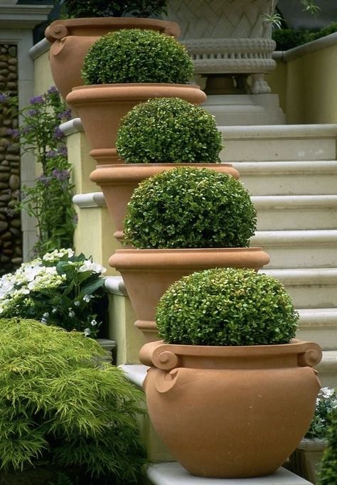 Tattoo Plant, Topiary Garden, Garden Containers, Outdoor Gardens Design, Mediterranean Garden, Small Gardens, Front Garden, Backyard Landscaping Designs, Garden Planters