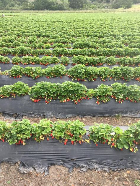 Strawberry picking season is back at Swanton Berry farm. Strawberry Farm Baguio, Farm Philippines, Strawberry Farming, Philippine Photography, Art Homework, Strawberry Farm, Baguio City, Strawberry Picking, Berry Farm