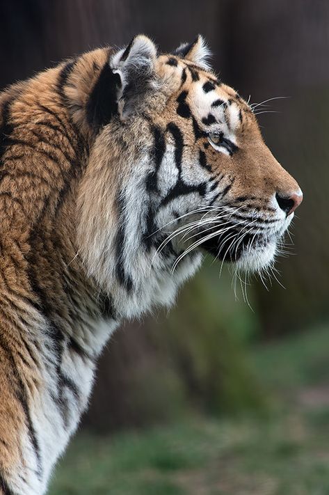 Tiger Profile, Art Guy, Tiger Photography, Amur Tiger, Panthera Tigris, Photo To Art, Siberian Tiger, Siberian Cat, English Bull Terriers