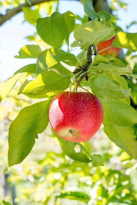 Apple On Tree, Planting Apple Trees, Vegetables Drawing, Fruit Images, Fruit Doodle, Fruit Character, Apple Plant, Desserts Fruit, Snacks Fruit