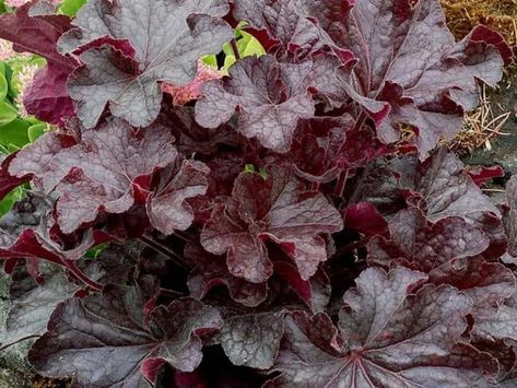 How Big Do Coral Bells Get? – World of Garden Plants Coral Bells Plant, Coral Bells, Planting Plan, Pollinator Garden, Plant List, Wild Roses, Shade Garden, Garden Yard, Garden And Yard