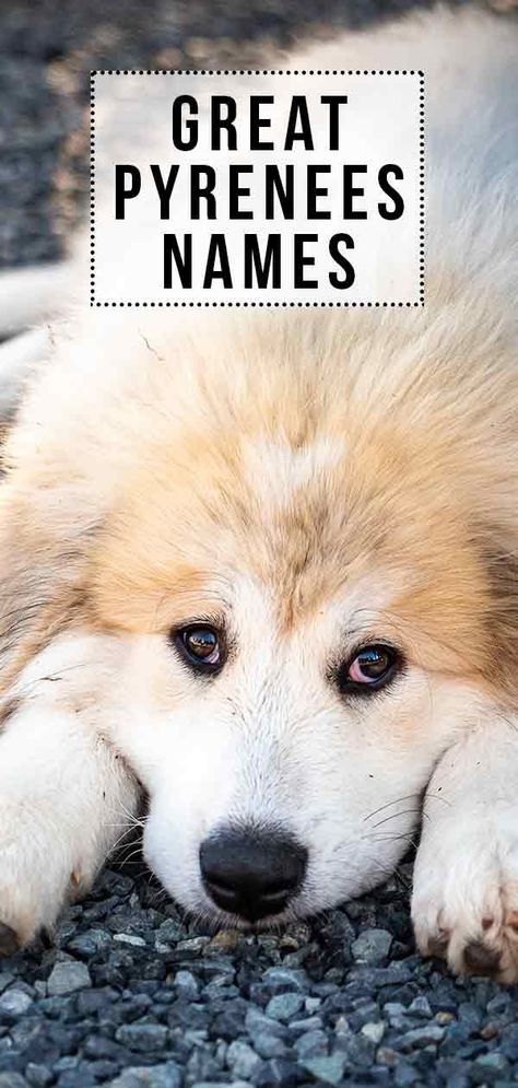 Great Pyrenees Names - Great Names For Your New Great Friend Great Pyrenees Funny, Great Peranease Dog, Great Pyrenees Puppy Names, Great Pyrenees Puppies, Great Pyrenees Anatolian Shepherd, Golden Pyrenees, Great Pyrenees Puppy, Pyrenees Puppies, Boy Dog Names