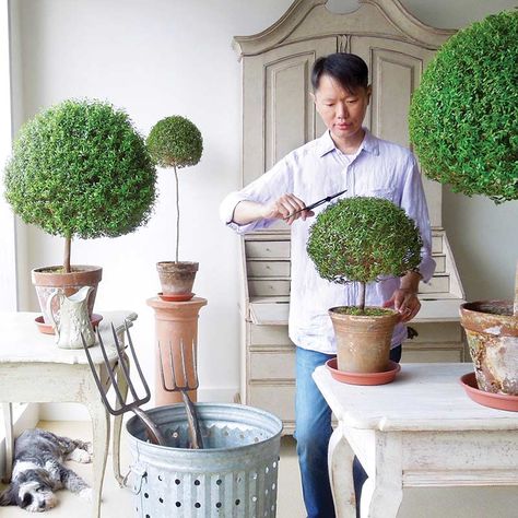 Boxwood Topiary Decor, Indoor Topiary, Live Topiary, Topiary Decor, Cottage Journal, Myrtle Tree, Topiary Plants, Topiary Garden, Boxwood Topiary