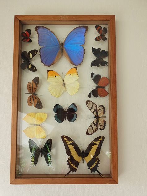 Personal Aesthetic, Butterfly Frame, Bear Wallpaper, House Inspo, Moth, Butterflies, Hobbies, Crochet, Frame