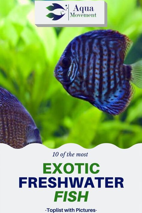 In this guide, you’ll find everything you need to know about the most exotic and coolest freshwater aquarium fish including a toplist with pictures. Read more! Best Aquarium Fish, Tropical Fish Aquarium, Tropical Freshwater Fish, Fresh Water Fish Tank, Freshwater Aquarium Fish, Cool Fish, Fish Care, Marine Fish, Types Of Fish