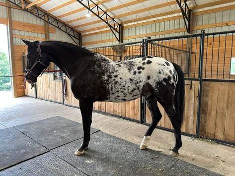 Black Appaloosa, Brindle Horse, Horse Coats, Horse Colors, Animal References, Appaloosa Horses, Appaloosa, Pretty Horses, Beautiful Horses