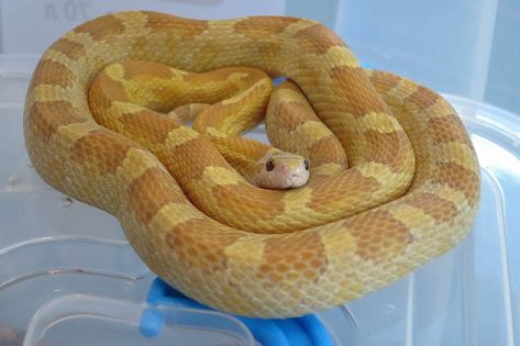 30 Rarest Corn Snake Morphs (With Pictures) | Pet Keen Corn Snake Morphs, Okeetee Corn Snake, Snake Morphs, Corn Snakes, Black Corn, Types Of Snake, Buttered Corn, Corn Snake, Blue Corn