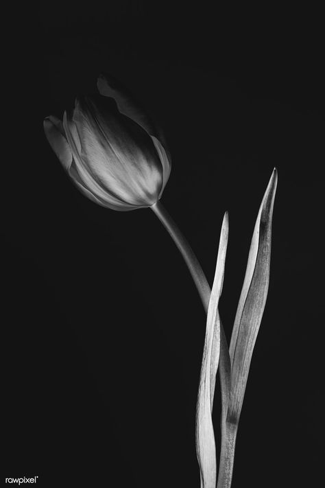 Monotone tulip flower | premium image by rawpixel.com / Teddy Rawpixel Tulip Black Background, White Flowers On Black Background, White Flowers Black Background, White Tulips Dark Aesthetic, Flower Black And White, Botanical Tulip, Yarrow Flower, Photography Elements, Orange Ranunculus