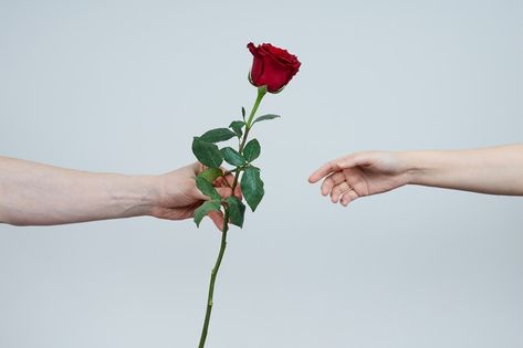 A man's hand holds out a red rose to a w... | Premium Photo #Freepik #photo #wedding #birthday #love #family Hand Holding Rose Photography, Man With Roses In Hand, Holding Rose Pose, Hand Holding Rose, San Jordi, Vintage Rose Bouquet, Rose In Hand, Rose Reference, Flowers For Men