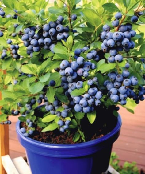 Gardening Tips Blueberry Growing, Blueberry Garden, Blueberry Gardening, Nut Trees, Dawn French, Growing Blueberries, Blueberry Plant, Blueberry Bushes, Gardening 101