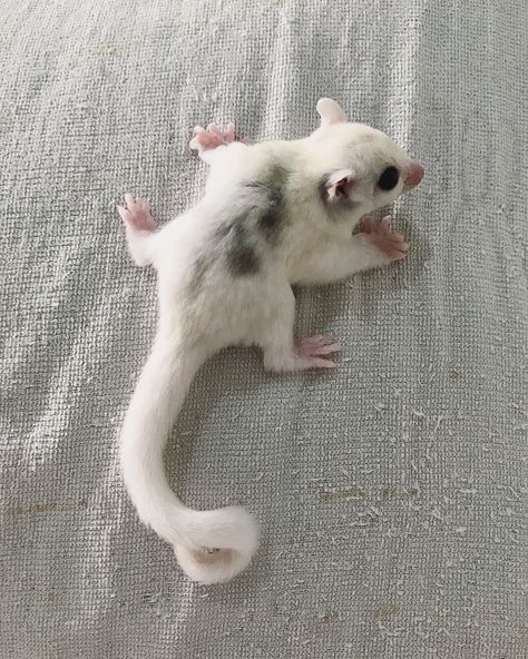 Sugar Glider Habitat, Glider Animal, Sugar Glider Care, Sugar Glider Baby, Sugar Glider Pet, Sugar Glider Cage, Flying Squirrels, Sugar Gliders, Rare Animals